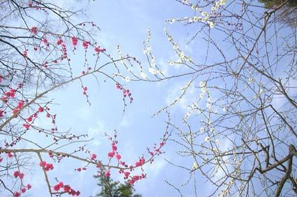 Cielo di Marzo - Kyoto, Japan